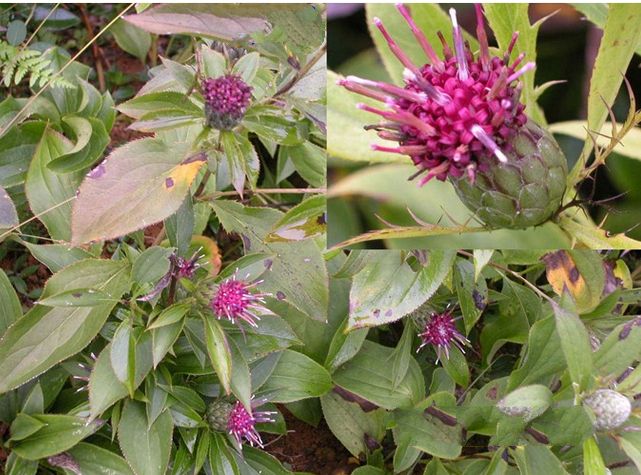 種植白術(shù)用什么水溶肥好？