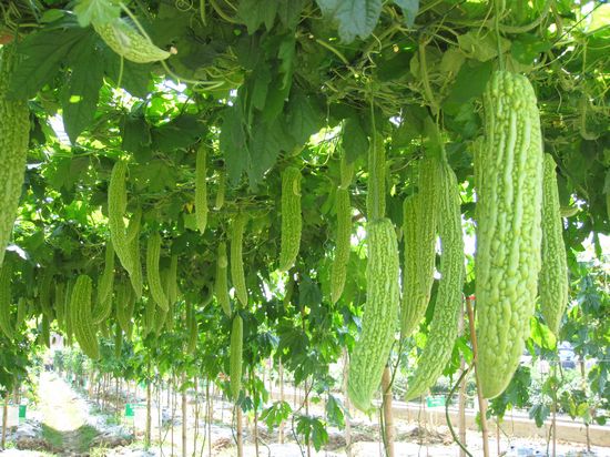 殺蟲劑，特效殺菌劑，沖施肥，葉面肥，植物生長調(diào)節(jié)劑，北美農(nóng)大集團