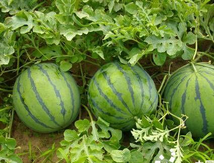 夏季種植西瓜，做好這些田間管理，西瓜又大又甜