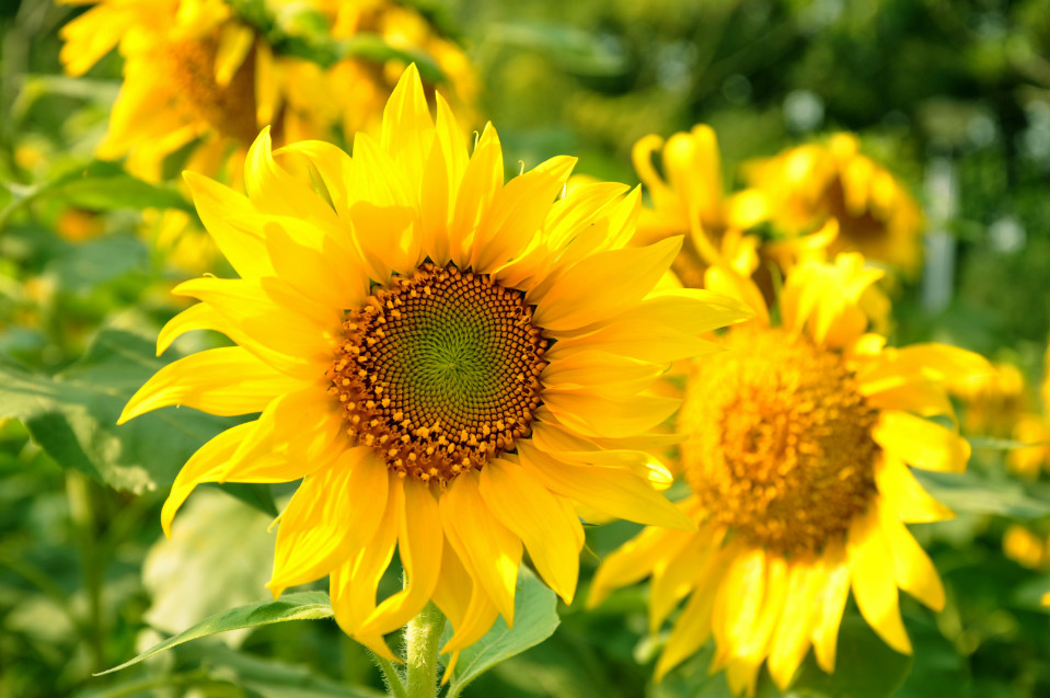 沖施肥,水溶肥價(jià)格,葉面肥,進(jìn)口水溶肥 沖施肥,水溶肥價(jià)格,葉面肥,進(jìn)口水溶肥