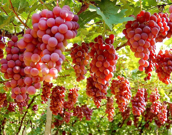 葡萄后期管理要點 葡萄后期管理要點