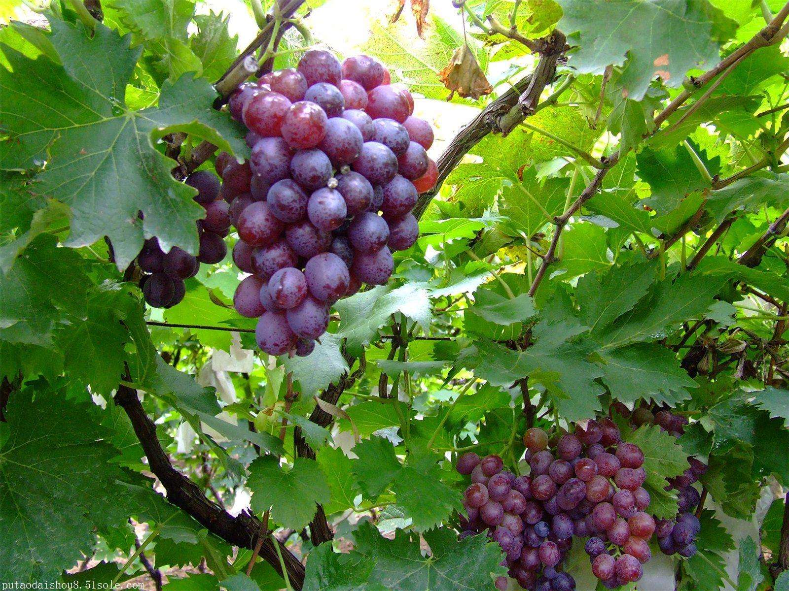 葡萄后期管理要點 葡萄后期管理要點