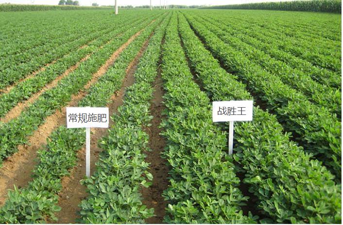 水溶肥,葉面肥,沖施肥,液體肥,進口水溶肥 水溶肥,葉面肥,沖施肥,液體肥,進口水溶肥