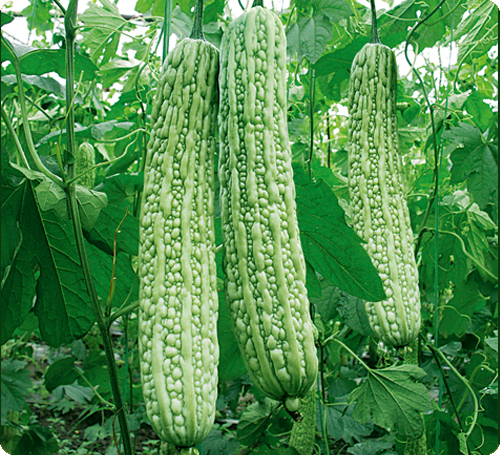 苦瓜遭遇病蟲害怎么辦？