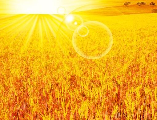 小麥倒伏？葉面肥廠家為你提供倒伏防治措施