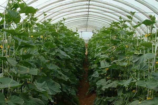 為什么冬天膨果慢甚至不膨果？