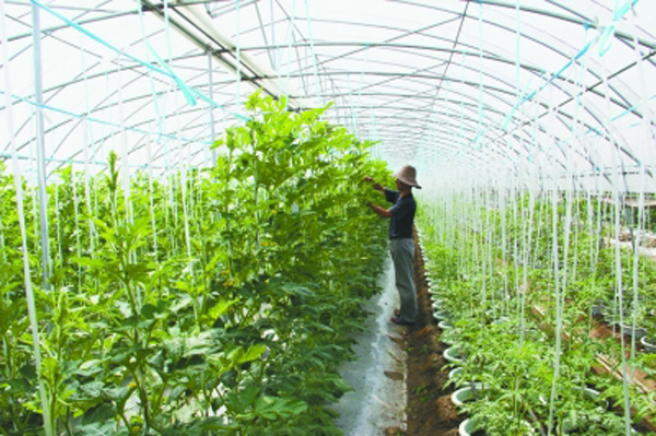 為什么冬天膨果慢甚至不膨果？