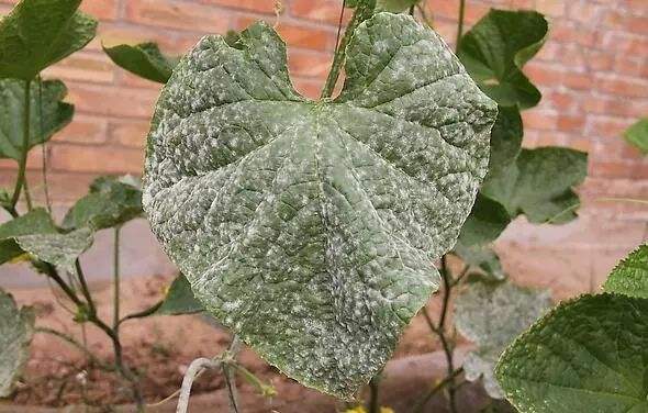 水溶肥,葉面肥,沖施肥,進口水溶肥 水溶肥,葉面肥,沖施肥,進口水溶肥