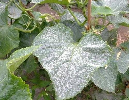 水溶肥,葉面肥,沖施肥,進口水溶肥 水溶肥,葉面肥,沖施肥,進口水溶肥