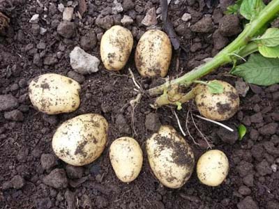 土豆葉面肥,沖施肥,水溶肥,進(jìn)口水溶肥 土豆葉面肥,沖施肥,水溶肥,進(jìn)口水溶肥