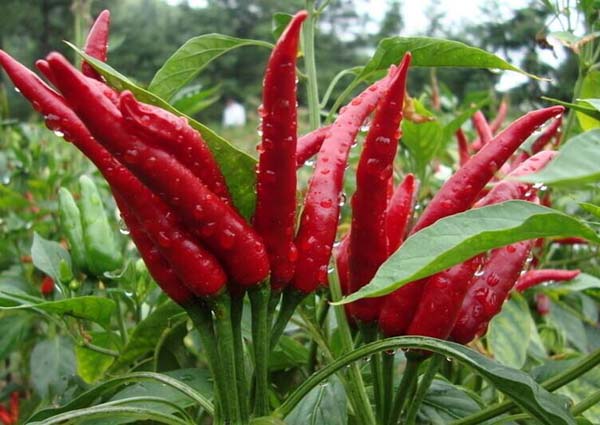 辣椒使用什么沖施肥好？